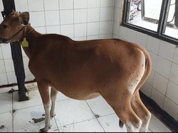 Kasus Pertama di Bali, 5 Sapi Terjangkit LSD Dipotong