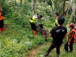 Kakek Sebatang Kara di Banyumas Hilang Berhari-hari, Tim SAR Sisir Area Hutan