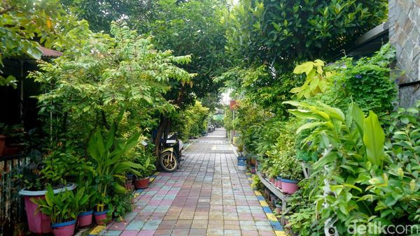 Tanaman Toga Hijaukan Kampung Lawas Maspati Surabaya