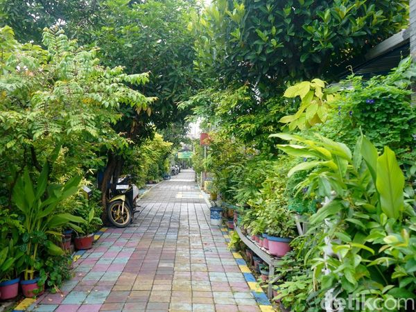 Tanaman Toga Hijaukan Kampung Lawas Maspati Surabaya