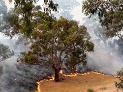 Mengungsi dan Bersiap, Pengalaman WNI Terdampak Kebakaran Hutan di Australia