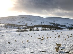 Heboh Fenomena Pohon Meledak di Musim Dingin, Ini Kata Ahli