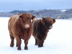 Musim Dingin Ekstrem Awal 2026, Satwa Eropa Berjuang di Tengah Salju