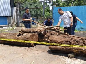 Pembalakan Liar Ancam Gunung Ciremai, Ini Respons Pemprov Jabar