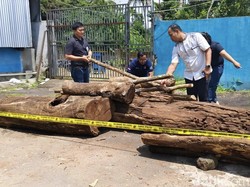 Polres Kuningan Ringkus Komplotan Pembalak Liar di Gunung Ciremai