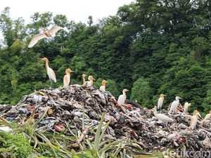 Gerombolan Burung Kokokan di Gundukan Sampah TPA Landih yang Diistimewakan