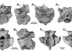 Ilmuwan Temukan Fosil Raja Samudra Purba, Ular Laut Raksasa