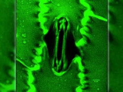 Ilmuwan Kini Bisa Lihat Tanaman Bernapas Secara Langsung