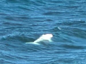 Paus Putih Langka Tertangkap Kamera di Lepas Pantai, Ilmuwan Cari Tahu Penyebabnya