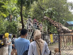 Jangan Ketinggalan! Tiket Masuk KBS Hanya Rp 10 Ribu Spesial HJKS