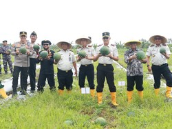 Panen Semangka di Lahan Asimilasi Lapas Banyuwangi Tembus 4 Ton