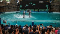Pertunjukan Lumba-lumba Jadi Favorit di Ancol