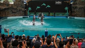 Pertunjukan Lumba-lumba Jadi Favorit di Ancol