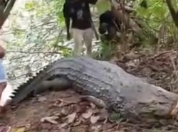 Warga Kembali Temukan Buaya 4 Meter di TKP Remaja Tewas Dimangsa di Konsel