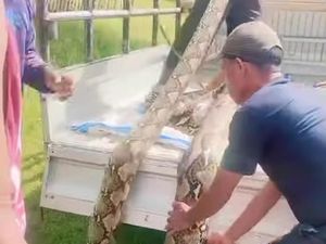 Bangkai Ular Piton 7 Meter yang Mangsa Babi Hutan di Muna Dijual Rp 1 Juta