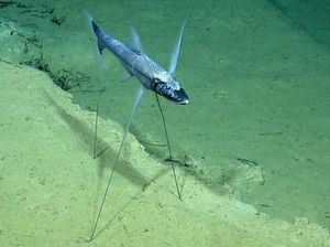 Belajar dari Ikan Tripod: Ketangguhan dalam Kesunyian dan Strategi Bertahan Hidup