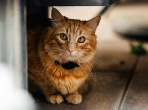 Doa Mencari Kucing Hilang agar Cepat Pulang ke Rumah