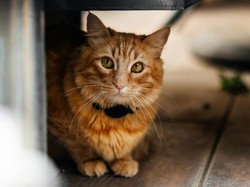 Doa Mencari Kucing Hilang agar Cepat Pulang ke Rumah