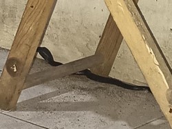 Bayi Kobra Jawa yang Jalan-jalan Tanpa Pengawasan