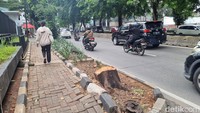 Penampakan Sisa Pohon di Kebayoran Lama Diduga Ditebang Oknum ASN