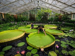 Video: Me Time Sambil Healing di Kebun Raya Bogor