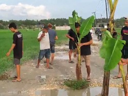 Kesal Jalan Rusak, Warga di Bojonegoro Tanami Pohon Pisang