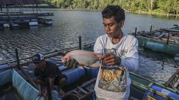 Keramba Apung Jadi Sumber Hidup Warga di Danau Ngade Ternate