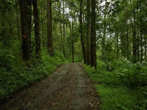 Menelusuri Hutan Folklore Taylor Swift di Kintamani