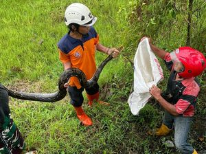 Cek Talud Sungai Ambrol, Tim BPBD Klaten Ketemu Piton 3 Meter