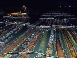 600 Batang Kayu Ilegal Diamankan di Ketapang, Jaringan Pemodal Akal Dikejar