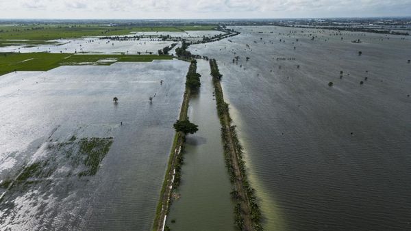 Banjir Rendam Ribuan Hektare Sawah di Kudus