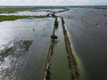 Banjir Rendam Ribuan Hektare Sawah di Kudus