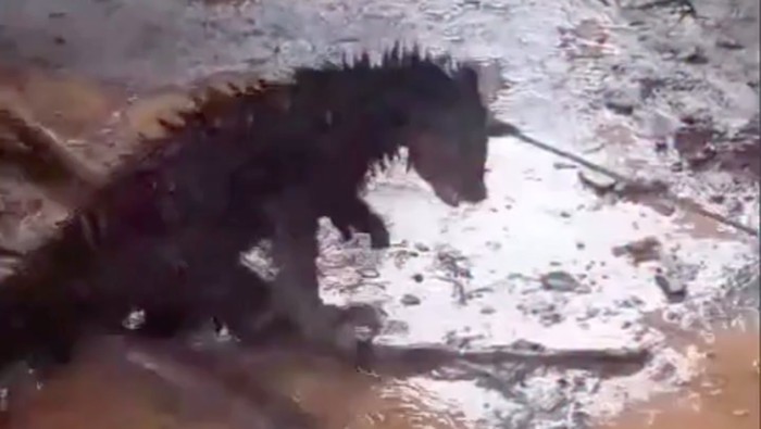 Binturong Mati di Banten, Tidak Diburu karena Hewan Jadi-jadian