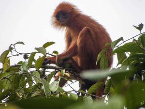 Ini Langur Borneo, Primata Penghuni Wilayah Danau Sentarum
