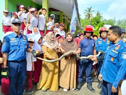 Ular Piton 3,5 Meter Masuk SD di Lombok Barat Bikin Siswa dan Guru Panik