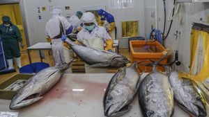 Tarif Nol Persen, Ekspor Tuna Indonesia Kian Dilirik Jepang