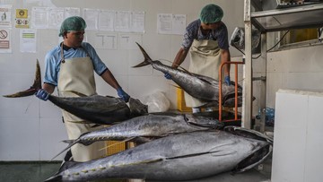 Produk Olahan Tuna RI Bebas Tarif Masuk Jepang Mulai 1 Agustus