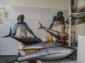 Produk Olahan Tuna RI Bebas Tarif Masuk Jepang Mulai 1 Agustus