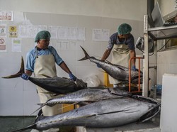 Produk Olahan Tuna RI Bebas Tarif Masuk Jepang Mulai 1 Agustus