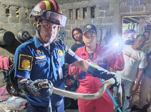 Mendesis di Dapur, Kobra Jumbo Kagetkan Warga Soka Klaten