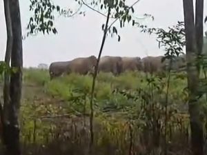 Puluhan Gajah Liar Rusak Kebun Warga di Musi Rawas
