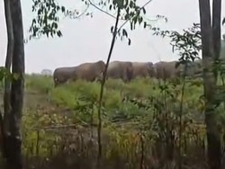 Puluhan Gajah Liar Rusak Kebun Warga di Musi Rawas