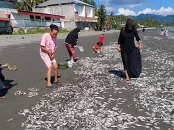 Heboh Ribuan Ikan Kerong-kerong Terdampar di Pantai Buol, Warga Rebutan