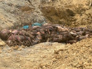 Karantina Sumut Musnahkan 227 Babi Ilegal di Nias, Pelaku Ditetapkan Tersangka