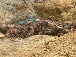 Karantina Sumut Musnahkan 227 Babi Ilegal di Nias, Pelaku Ditetapkan Tersangka