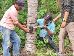 3 Camera Trap Dipasang di Lokasi Kemunculan Jejak Diduga Macan Semanu