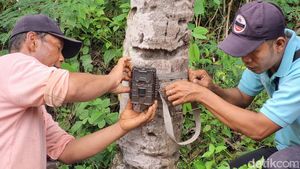 Potret BKSDA Pasang Camera Trap di Lokasi Munculnya Jejak Diduga Macan
