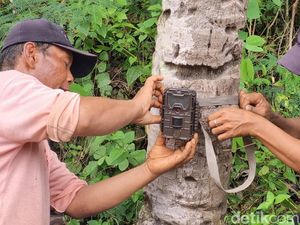 Potret BKSDA Pasang Camera Trap di Lokasi Munculnya Jejak Diduga Macan