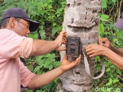 Sederet Upaya BKSDA Lacak Jejak Diduga Macan di Gunungkidul