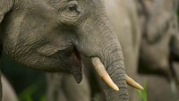 Di Hutan Kalimantan Ada Gajah Terkecil di Dunia